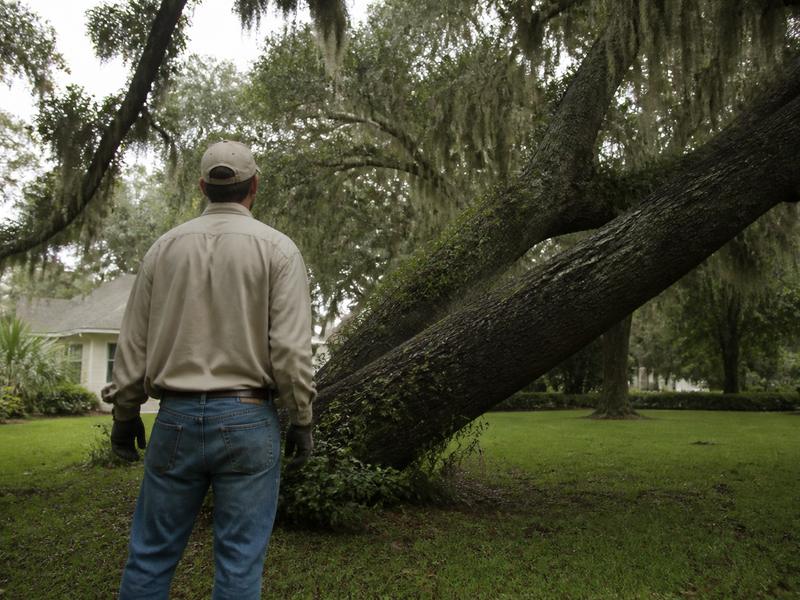 Looking up at a live oak over a lawn