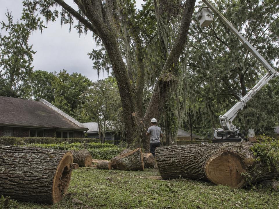 Sectioned hardwood on a Louisiana lawn