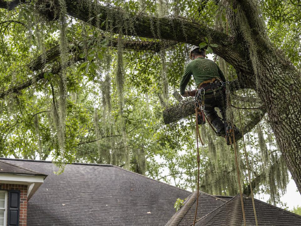 Trimming work in a live oak canopy